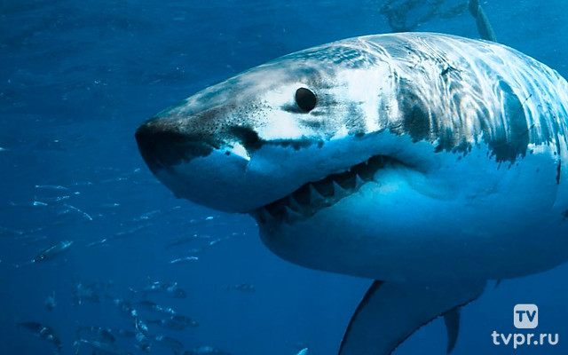 История белой акулы