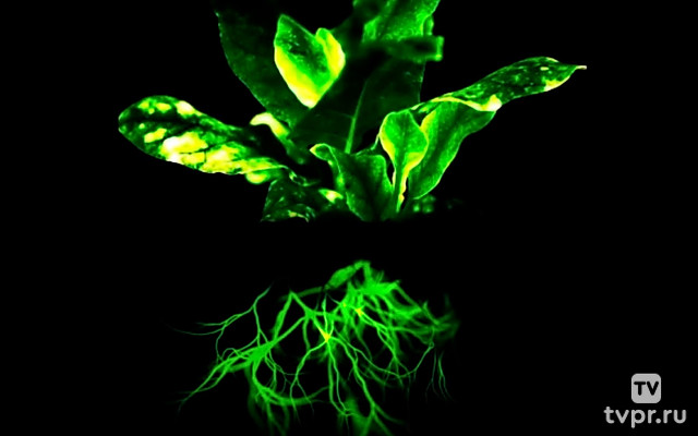 Тайна гениальных растений