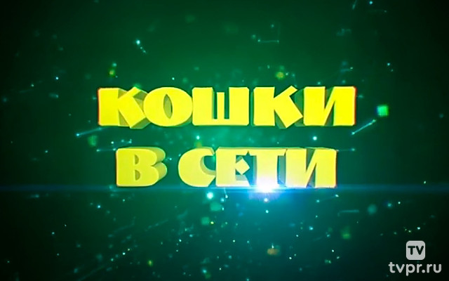 Кошки в сети