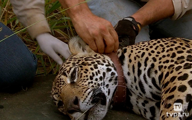 Жизнь вопреки