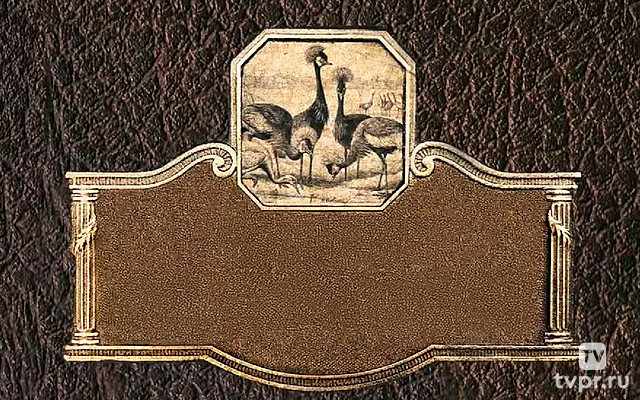 Захватывающие птицы Восточной Африки