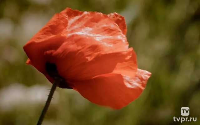 Они нас слышат