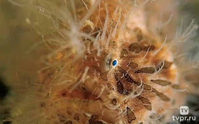 Необычные существа