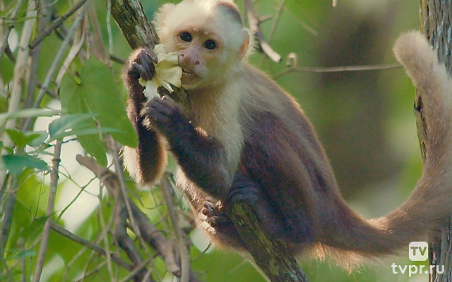 Парк Тайрона - тропический рай на Карибах