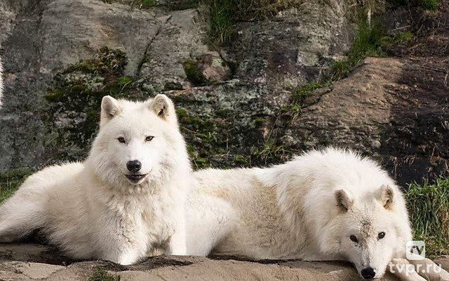 Белые волки: призраки арктики