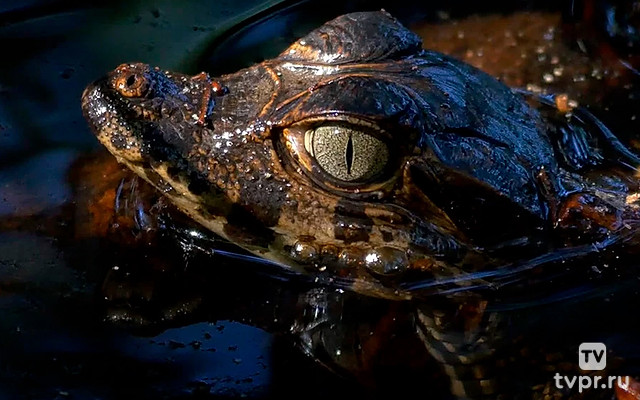 The caiman and the doomed swamp