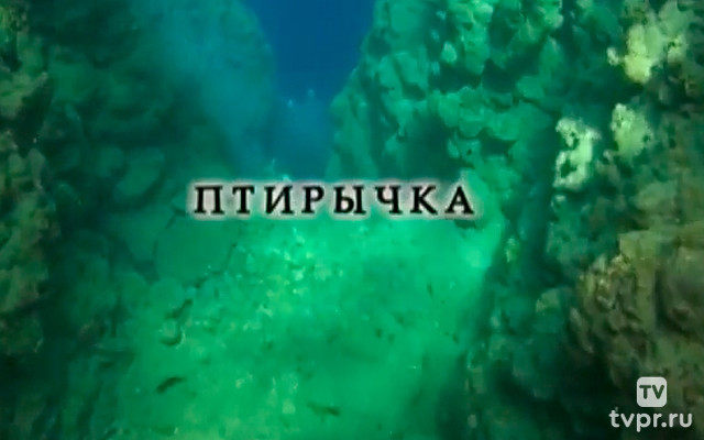 Птирычка
