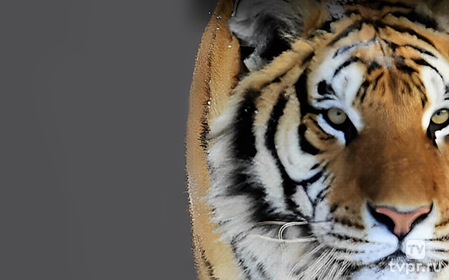 Возвращение больших кошек