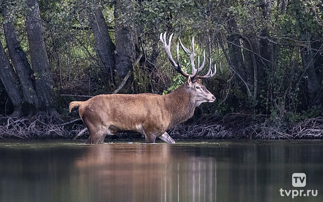 Олень - король леса