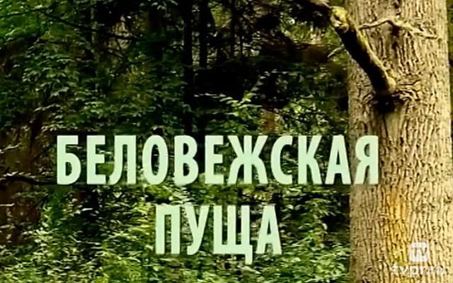 Беловежская пуща