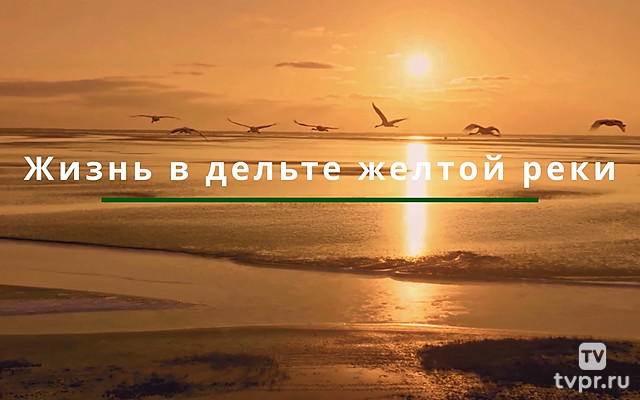 Жизнь в дельте Жёлтой реки