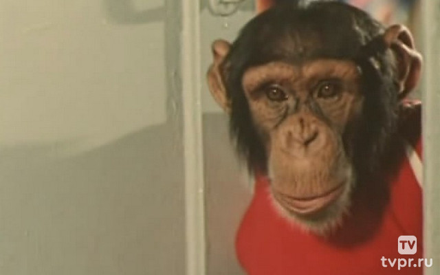 Украли зебру