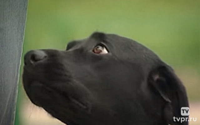 Служу человеку. Собаки-поводыри