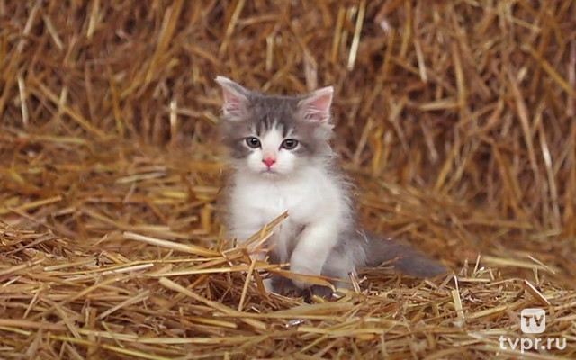 Истории котят