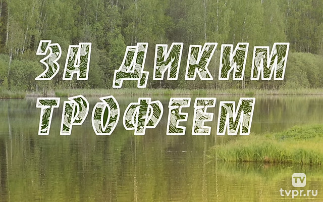 За диким трофеем