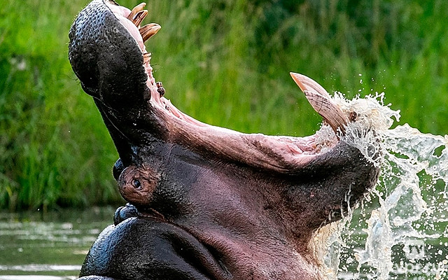 Морские бегемоты Оранго