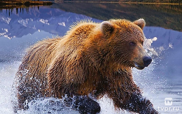 Дикая природа Америки