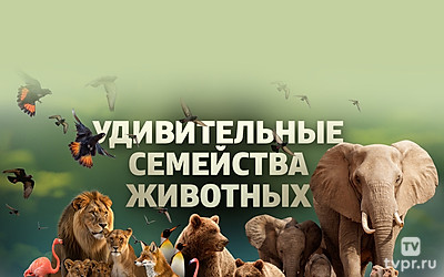Удивительные семейства животных
