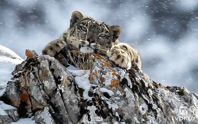Ледяное королевство снежного леопарда