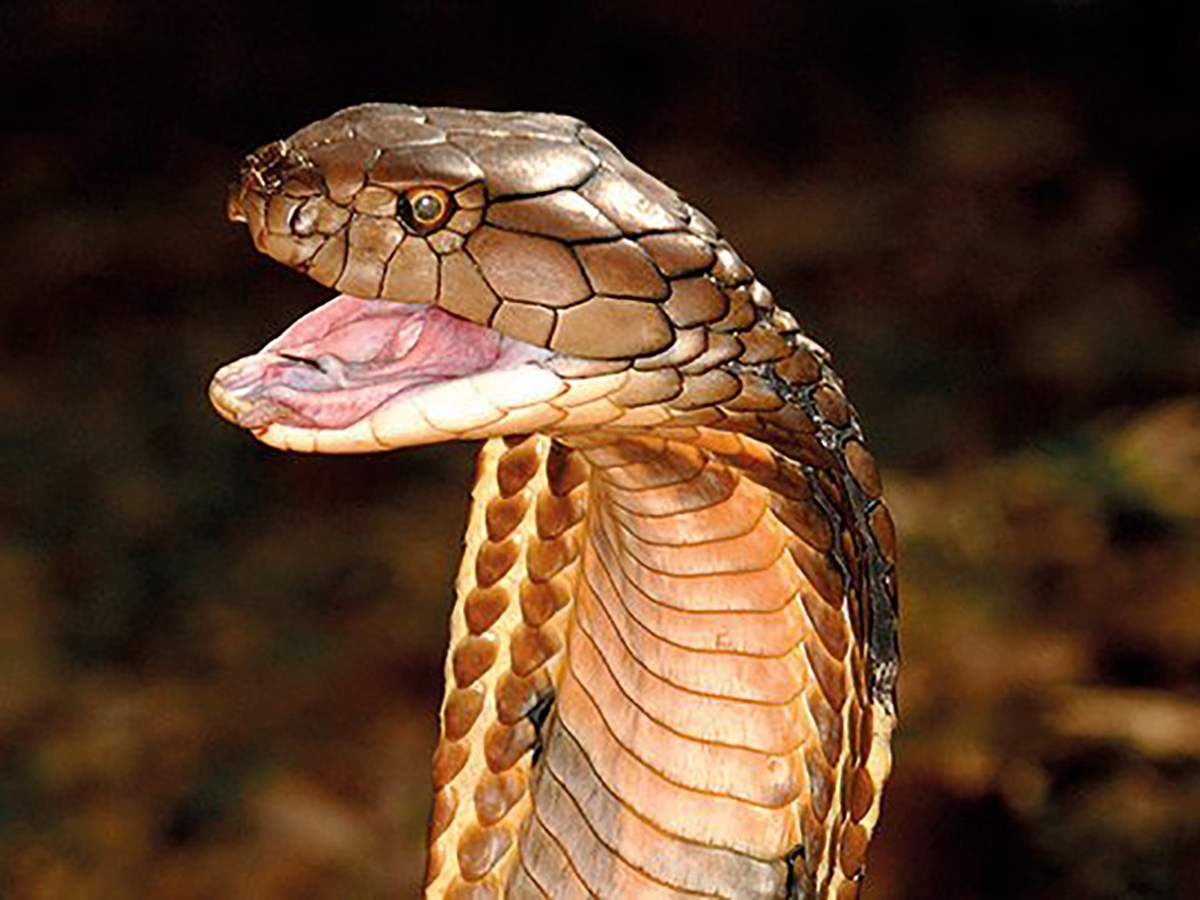 Змеи филиппин