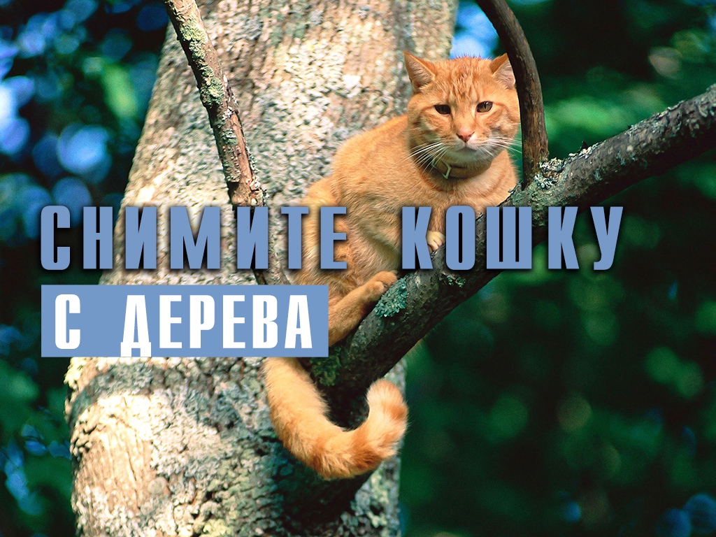 Убери кошку