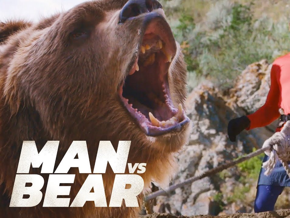 Игры медведи против медведей. Медведь против Гризли.