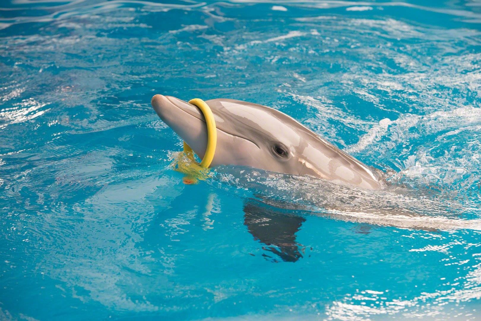 Дельфин 2 группа. Дельфин Винтер 2021. 2 Дельфина. История дельфина. История дельфина 2011.