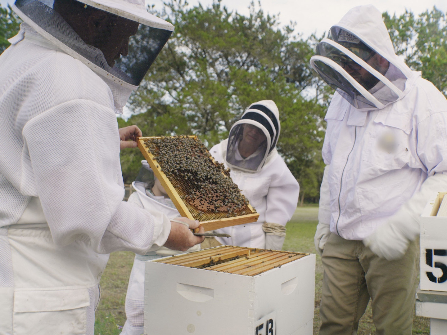 Би пчел. Чарли Bee. Чарли би пчеловод Инстаграм. Эфир меда.