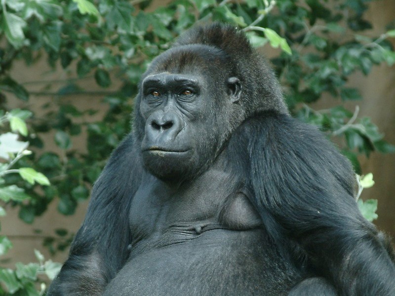 Ivan gorilla