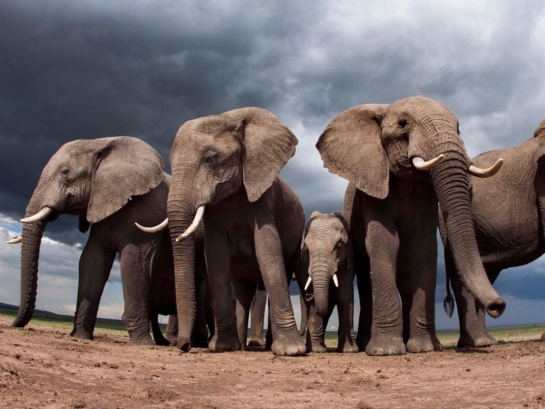 Our life story. Слоны. Слон стадо. Слон и-2. Самое большое животное на земле.