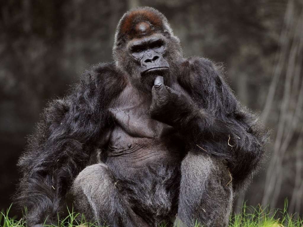 Ivan gorilla