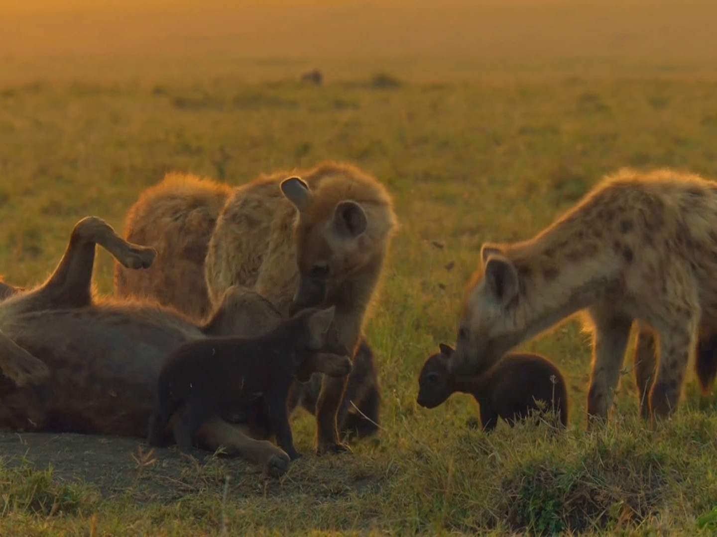 Нат гео вайлд про. Nat geo Wild природа. Nat geo Wild выживание. Нат Гео вайлд сурикаты. Фотографы нат Гео вайлд.