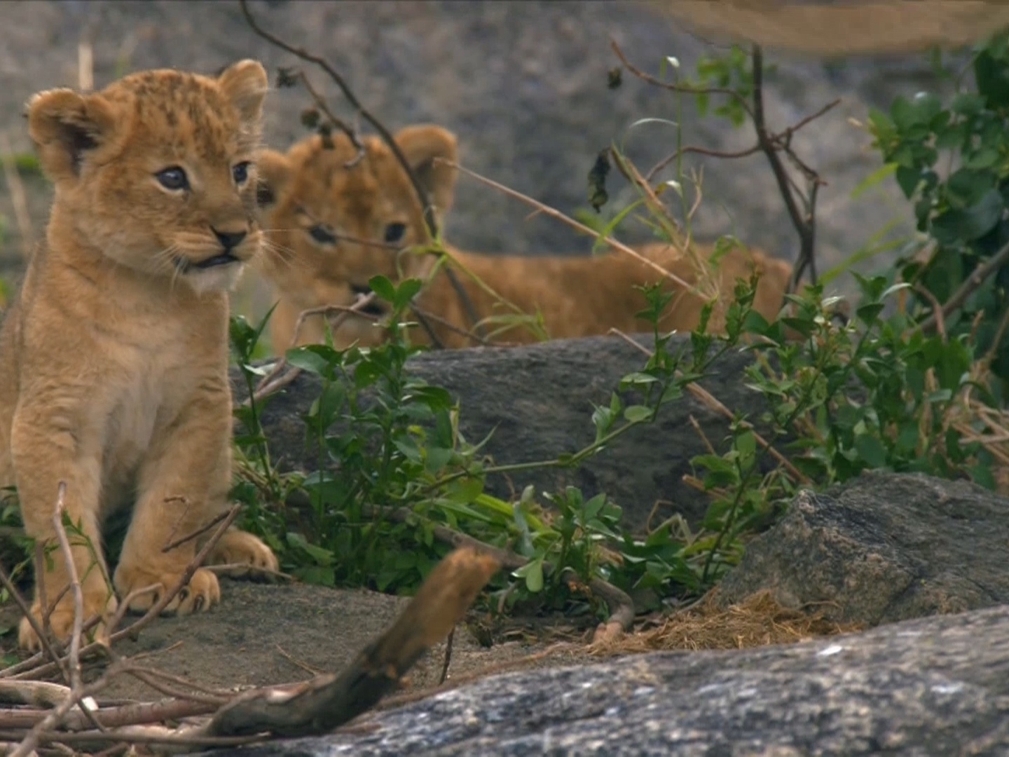 Нат гео вайлд про. Nat geo Wild HD. Нат Гео вайлд Архей. Презентация про экологии от нат Гео вайлд. 0151 Nat geo Wild HD.