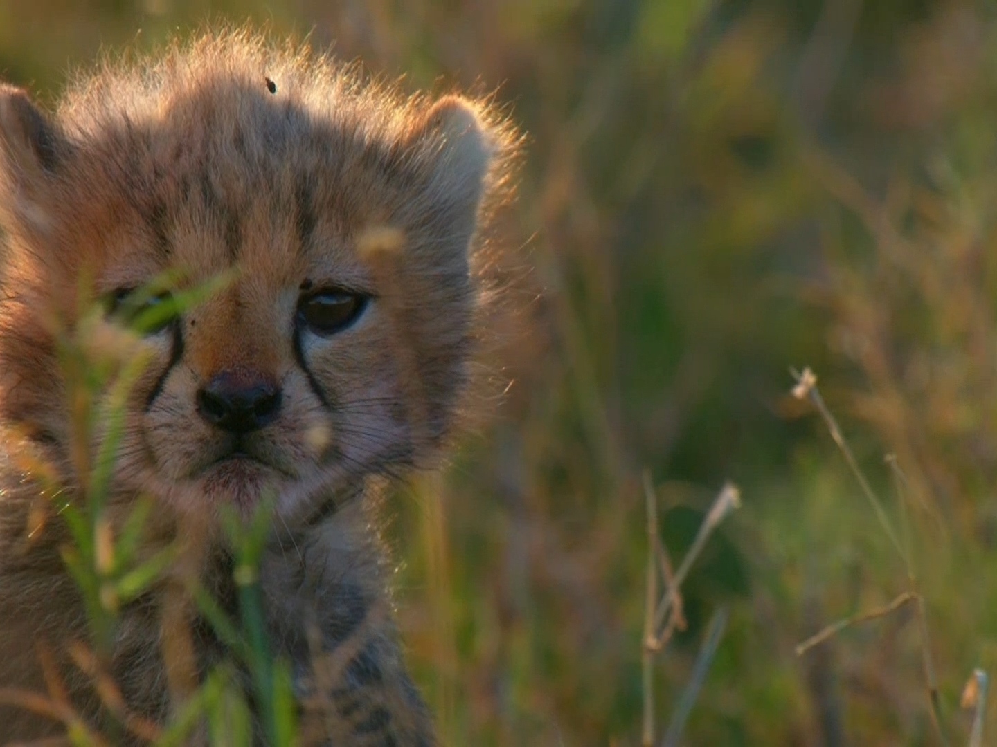 Nat geo wild. Презентация про экологии от нат Гео вайлд.