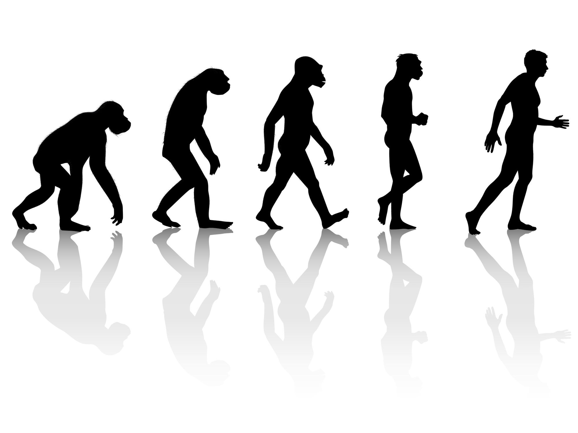 Культура эволюции человека. Эволюция человека. От обезьяны до человека. Человек от обезьяны до человека. Эволюция от обезьяны до человека.